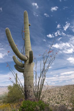 saguaro Milli Parkı, arizona, ABD