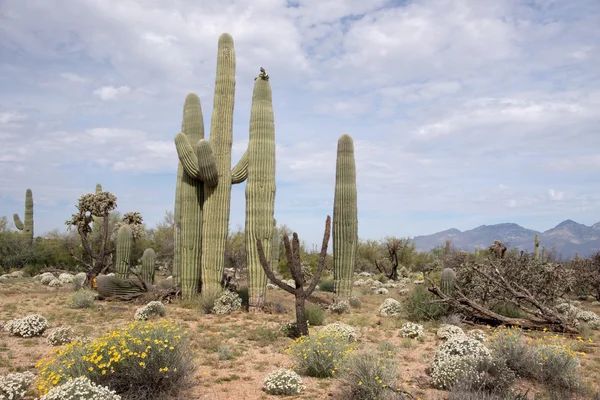 Saguaro National Park, Arizona, États-Unis — Photo