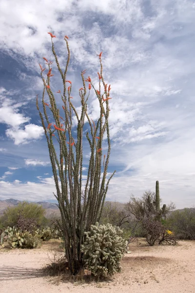 Saguaro National Park, Arizona, USA — Stock Photo, Image