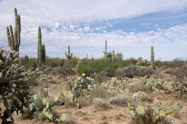 Saguaro εθνικό πάρκο, Αριζόνα, ΗΠΑ — Φωτογραφία Αρχείου