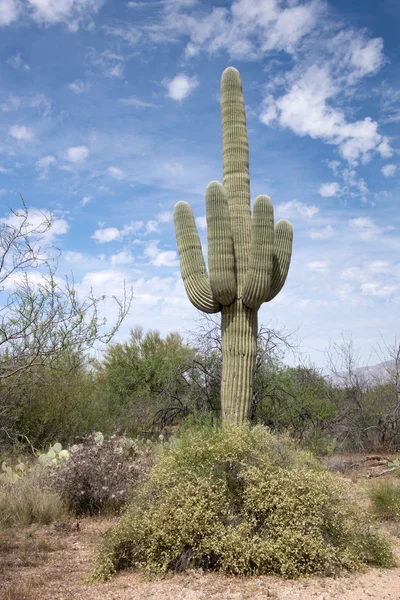 Saguaro Milli Parkı, arizona, ABD — Stok fotoğraf