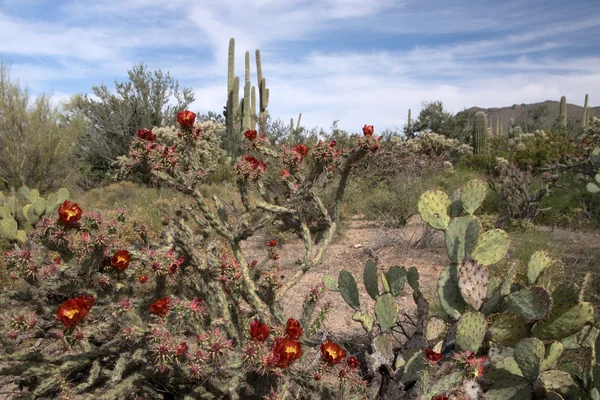 Saguaro National Park, Arizona, USA — Stock Photo, Image