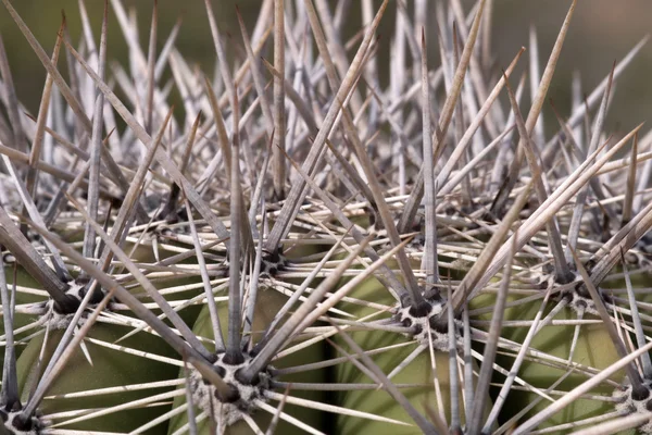 Cactus in Saguaro Nationaal Park, Arizona, Verenigde Staten — Stockfoto