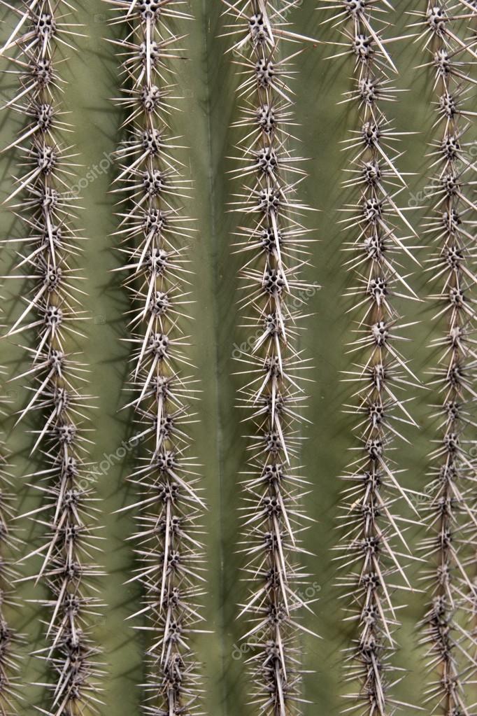 Kaktus w Parku Narodowego Saguaro, Arizona, Stany ...