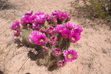 Kaktüs Organ boru kaktüs N.M., Arizona, ABD