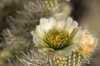 Kaktüs Organ boru kaktüs N.M., Arizona, ABD
