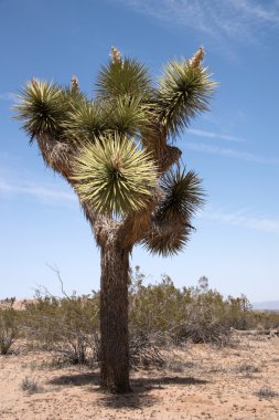 Joshua Tree Ulusal Parkı, Kaliforniya, ABD