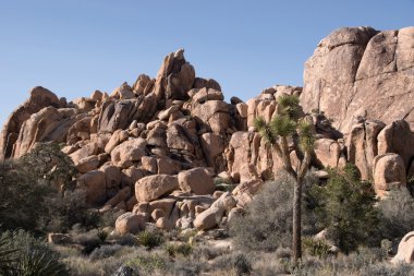 Joshua Tree Ulusal Parkı, Kaliforniya, ABD