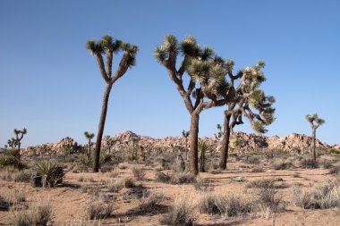 Joshua Tree Ulusal Parkı, Kaliforniya, ABD