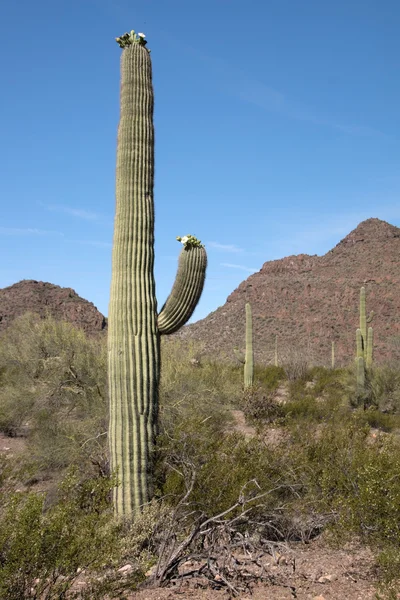 Organ Pipe Cactus nm, Arizona, Usa — Stockfoto