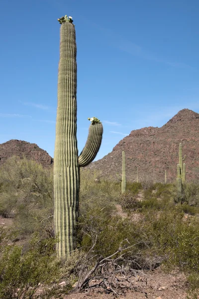 Organ Pipe Cactus N.M., Arizona, EE.UU. — Foto de Stock