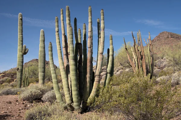 Organ Pipe Cactus N.M., Arizona, USA — Stock Photo, Image