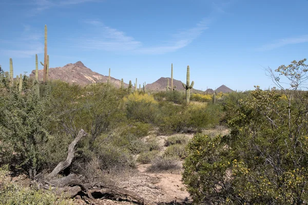 Organ Pipe Cactus N.M., Arizona, EE.UU. — Foto de Stock