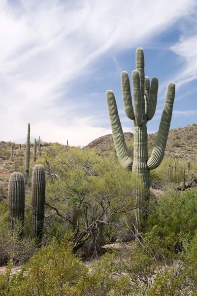 Organ Pipe Cactus N.M., Arizona, EE.UU. — Foto de Stock