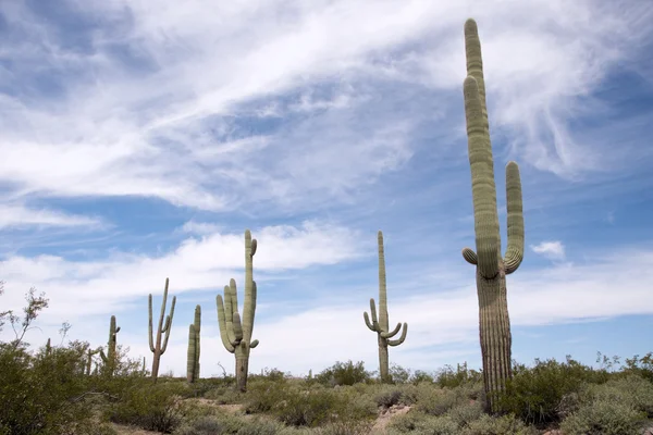 器官管仙人掌新墨西哥州，亚利桑那州，美国 — 图库照片