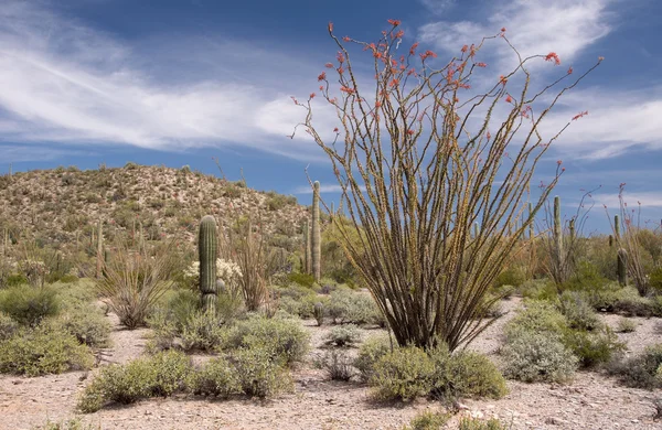 Organ boru kaktüs N.M., Arizona, ABD — Stok fotoğraf