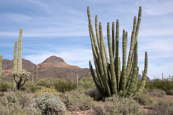 Organ boru kaktüs N.M., Arizona, ABD