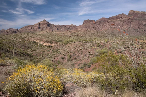 Organ Pipe Cactus N.M., Arizona, EE.UU. — Foto de Stock