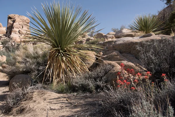 Parque Nacional Joshua Tree, California, EE.UU. — Foto de Stock