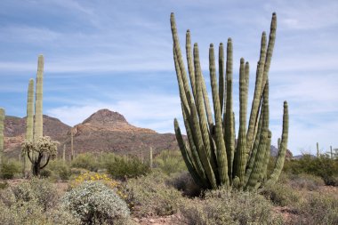 Organ boru kaktüs N.M., Arizona, ABD