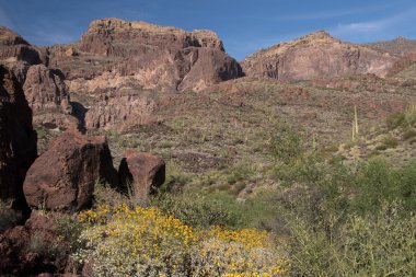 Organ boru kaktüs N.M., Arizona, ABD
