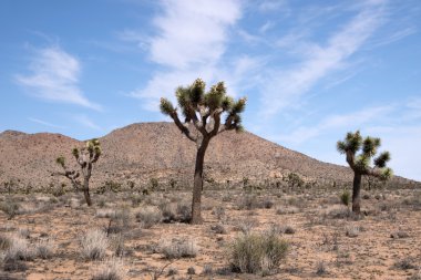 Joshua Tree Ulusal Parkı, Kaliforniya, ABD
