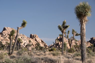 Joshua Tree Ulusal Parkı, Kaliforniya, ABD