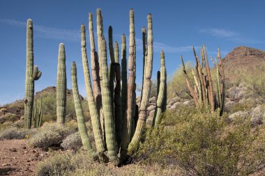 Organ boru kaktüs N.M., Arizona, ABD