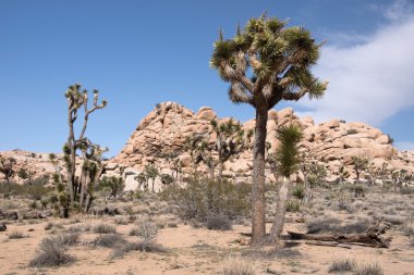 Joshua Tree Ulusal Parkı, Kaliforniya, ABD