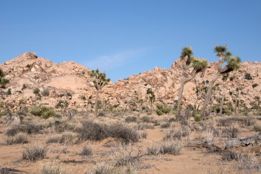 Joshua Tree Ulusal Parkı, Kaliforniya, ABD