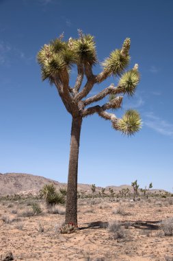 Joshua Tree Ulusal Parkı, Kaliforniya, ABD