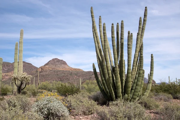 Organ Pipe Cactus N.M., Arizona, USA — Stock Photo, Image