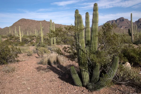 Organ Pipe Cactus N.M., Arizona, USA — Stock Photo, Image