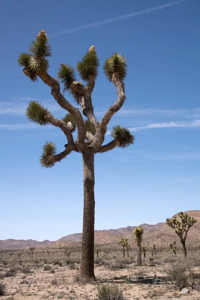 Joshua Tree National Park, California, USA — Stock Photo, Image