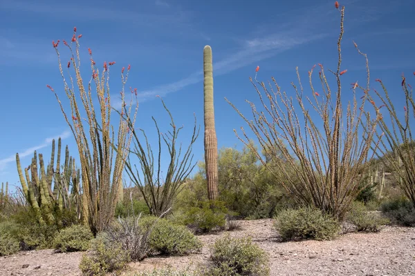 Organ Pipe Cactus N.M., Arizona, USA — Stock Photo, Image