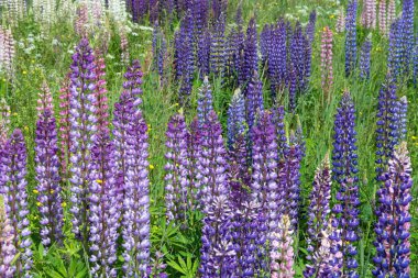 Lupinus
