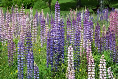 Lupinus