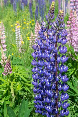 Lupinus