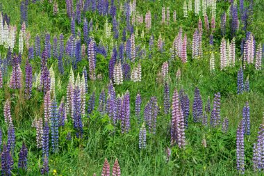 Lupinus