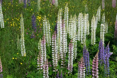 Lupinus
