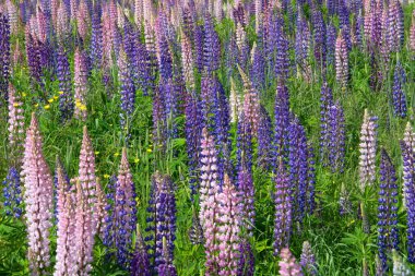 Lupinus