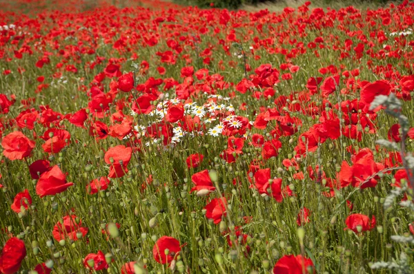 Flores de amapola — Foto de Stock