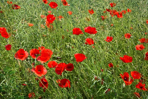 Flores de amapola — Foto de Stock