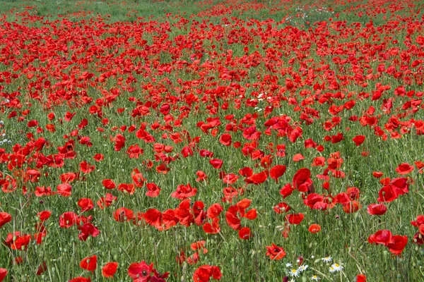 Flores de amapola — Foto de Stock