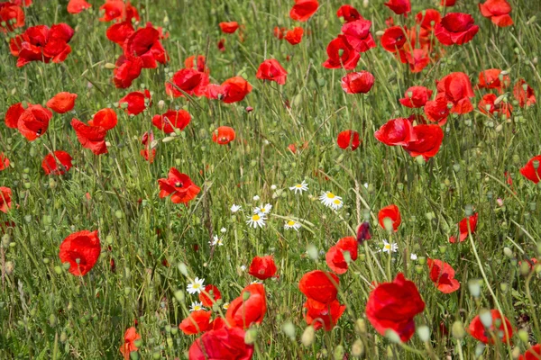 Flores de amapola — Foto de Stock