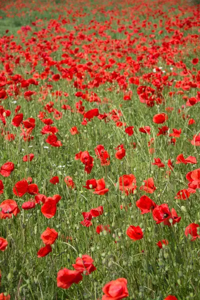 Flores de amapola — Foto de Stock