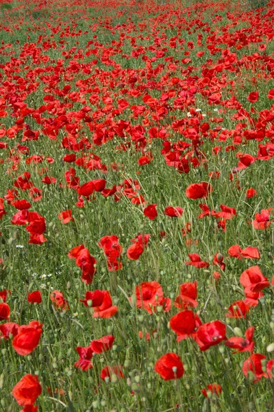 Flores de amapola — Foto de Stock