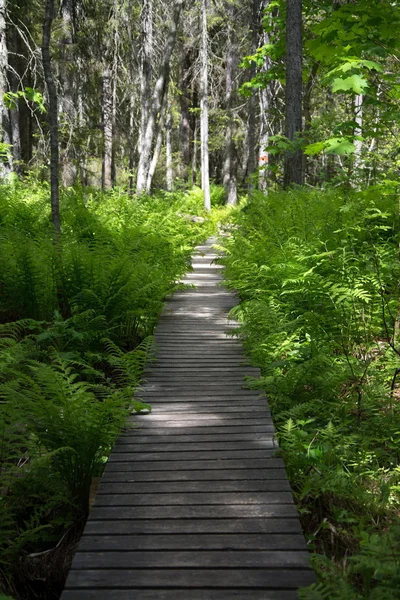 Skuleskogen National Park, Hoega Kusten, Suécia — Fotografia de Stock