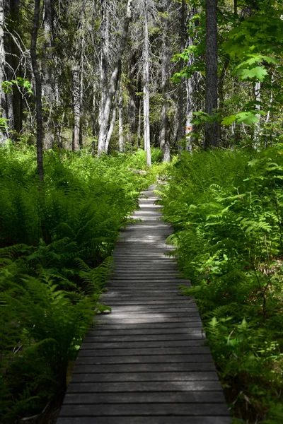 Skuleskogen National Park, Hoega Kusten, Suécia — Fotografia de Stock