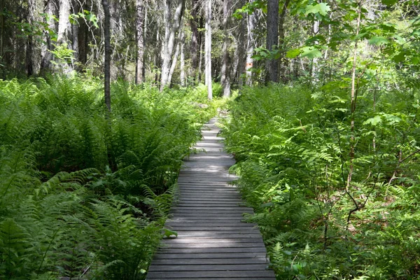 Skuleskogen National Park, Hoega Kusten, Suécia — Fotografia de Stock